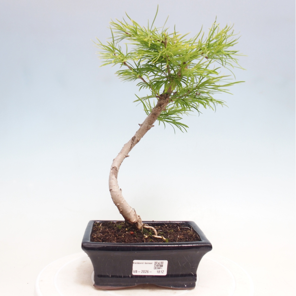 Outdoor bonsai -Pseudolarix amabis-Pseudolarix amabis