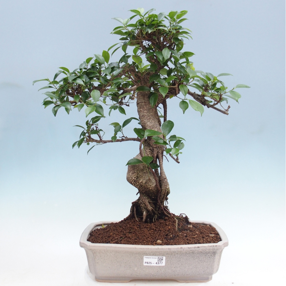 Room bonsai - Ficus retusa - small-leaved ficus
