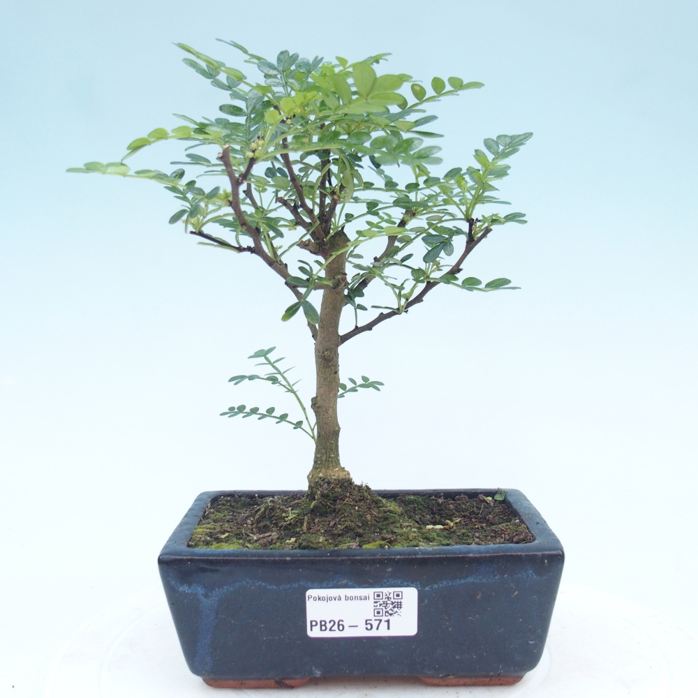 Room bonsai - Zantoxylum piperitum - pepper tree