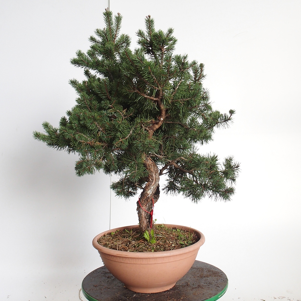 Yamadori - Pinus sylvestris Spain