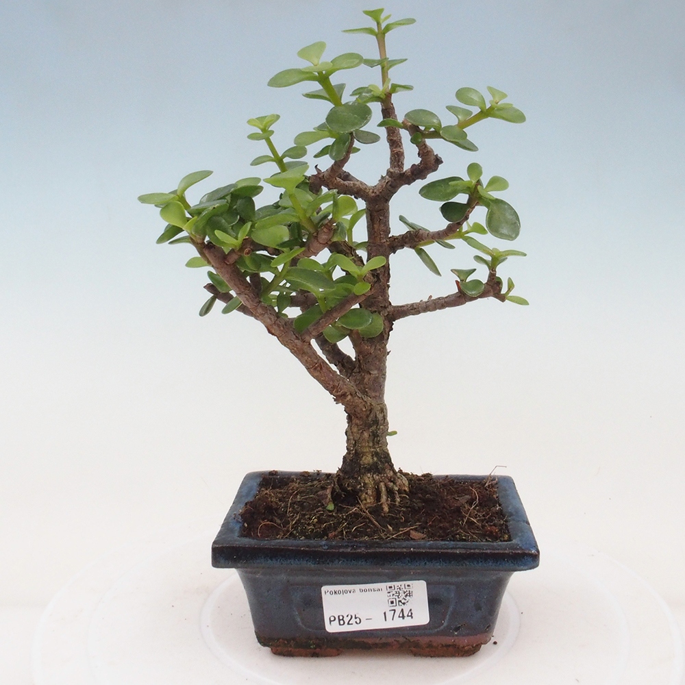 Indoor bonsai - Portulakaria Afra - Tlustice
