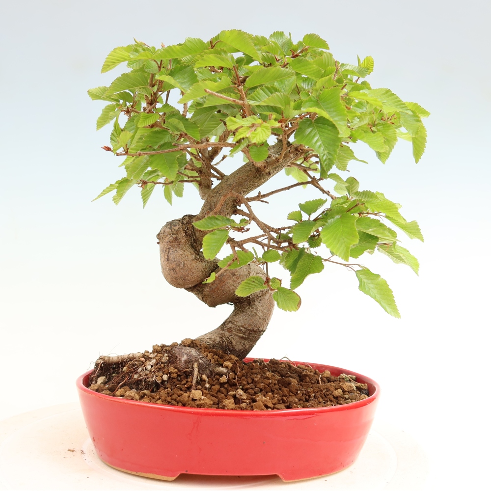 Outdoor bonsai -Carpinus coreana - Korean Hornbeam
