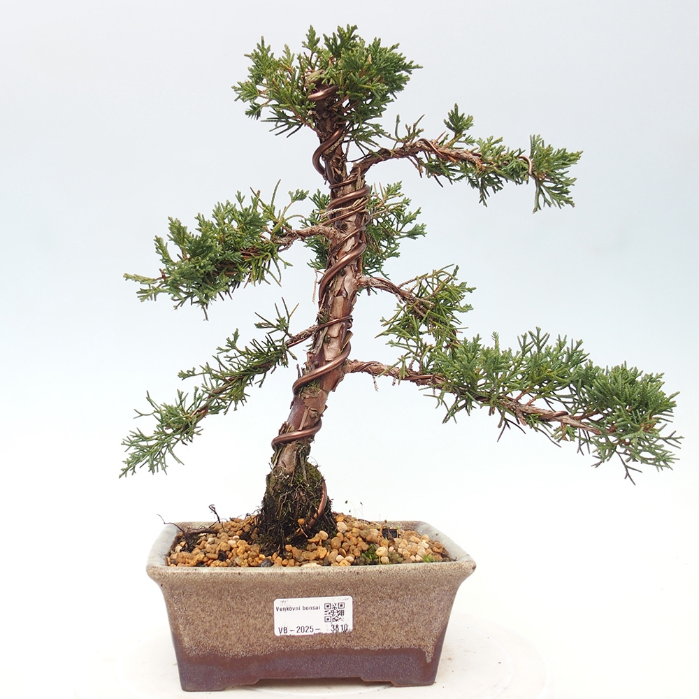 Outdoor bonsai - Juniperus chinensis Kishu