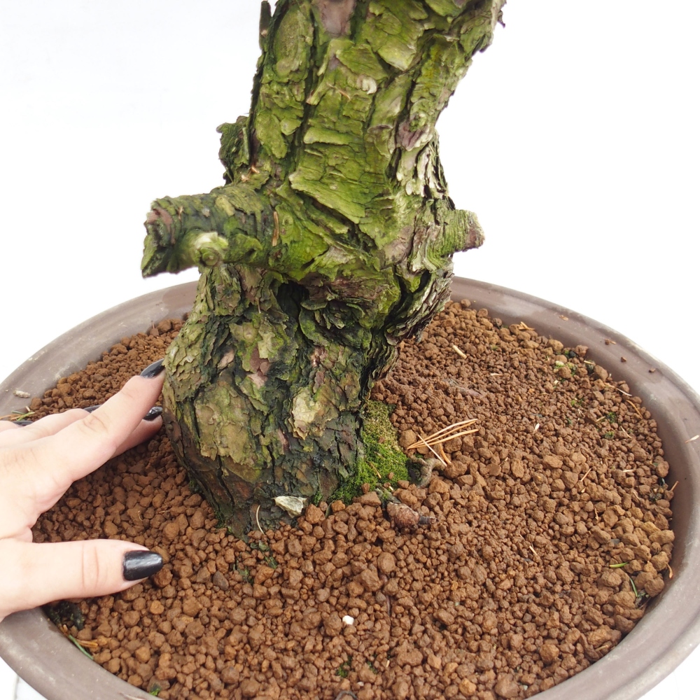 Outdoor bonsai - Pinus parviflora - Small pine tree