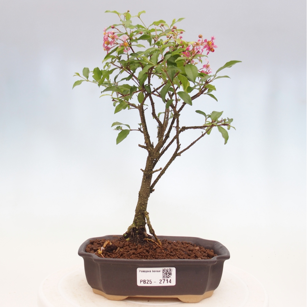 Room bonsai - Malpighia coccigera- Barbdorian cherry