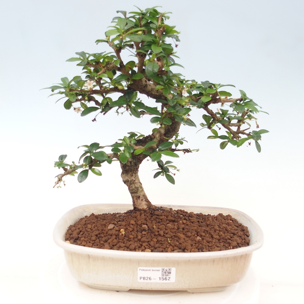 Room bonsai - Carmona macrophylla - Tea fuki