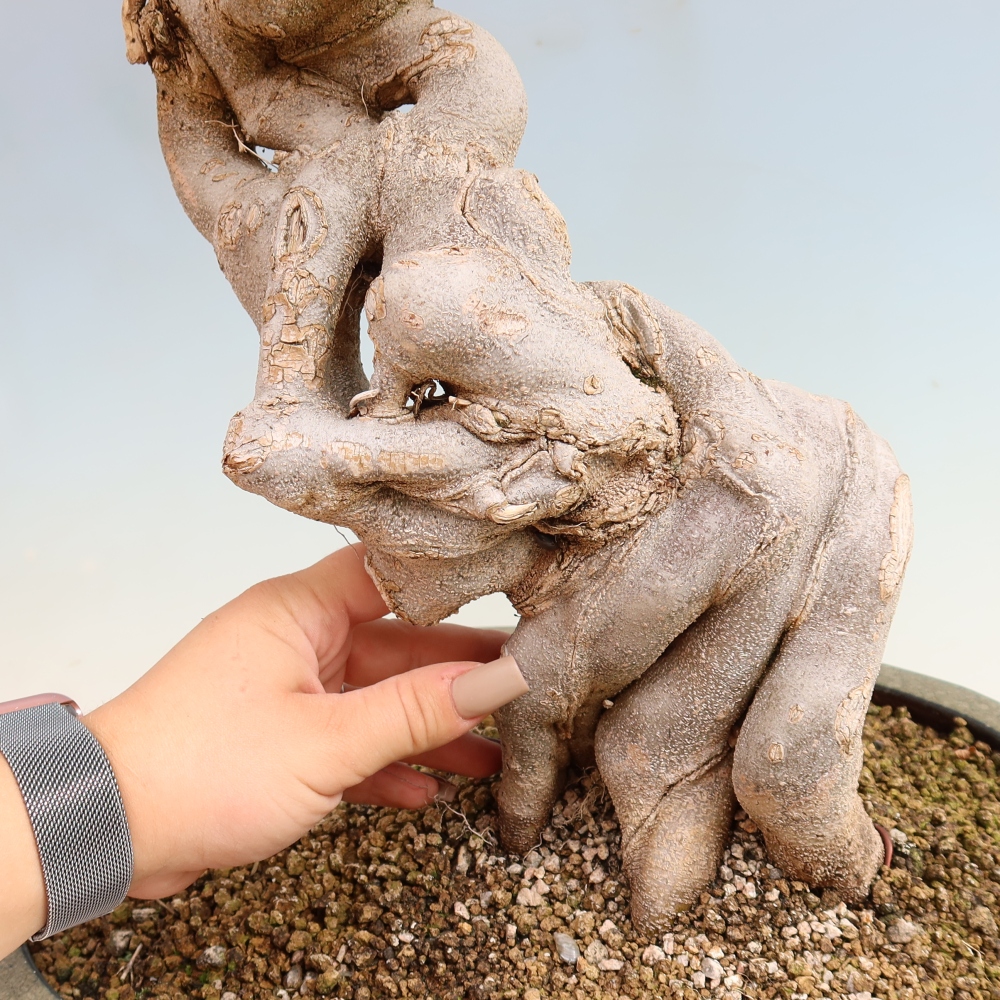 Outdoor bonsai - Acer Buergerianum - Burger Maple