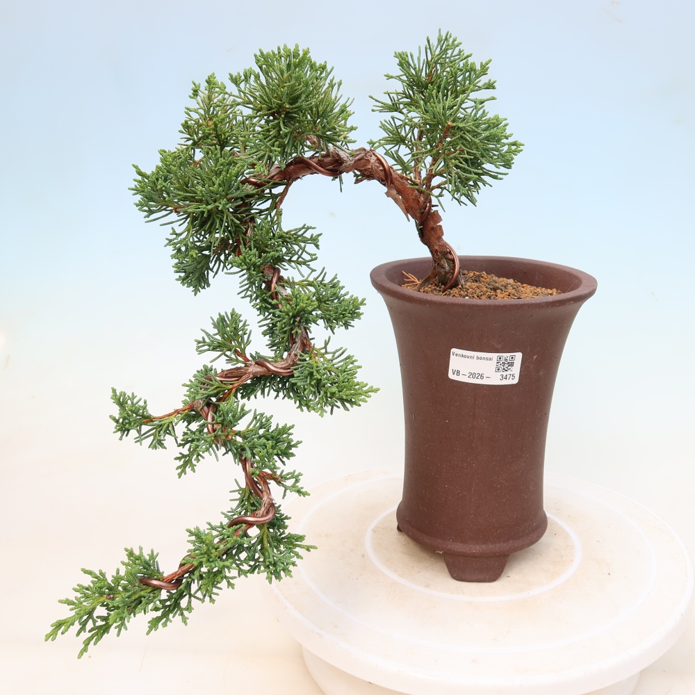Outdoor bonsai - Juniperus chinensis Kishu