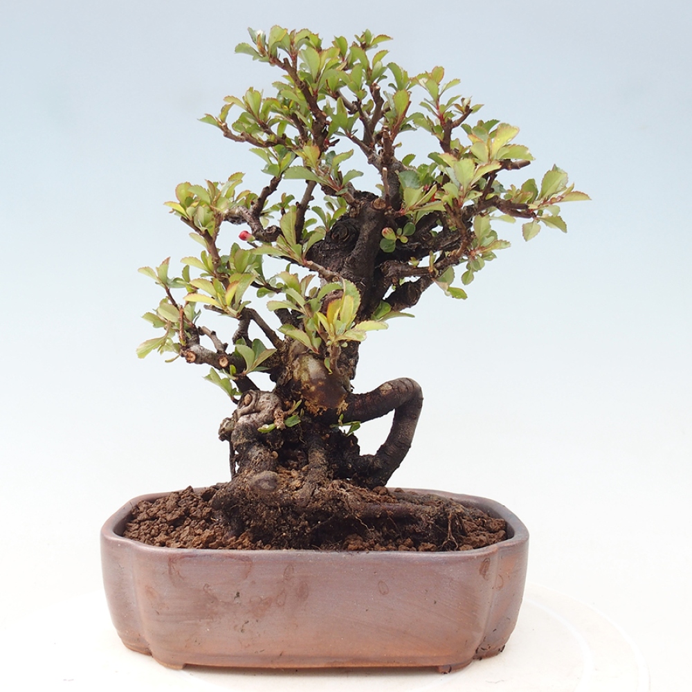 Outdoor bonsai - Chaneomeles speciosa - Quince