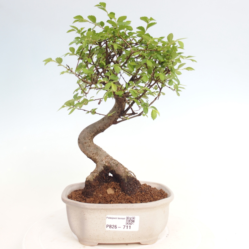 Room bonsai - Ulmus parvifolia - Small-leaved elm