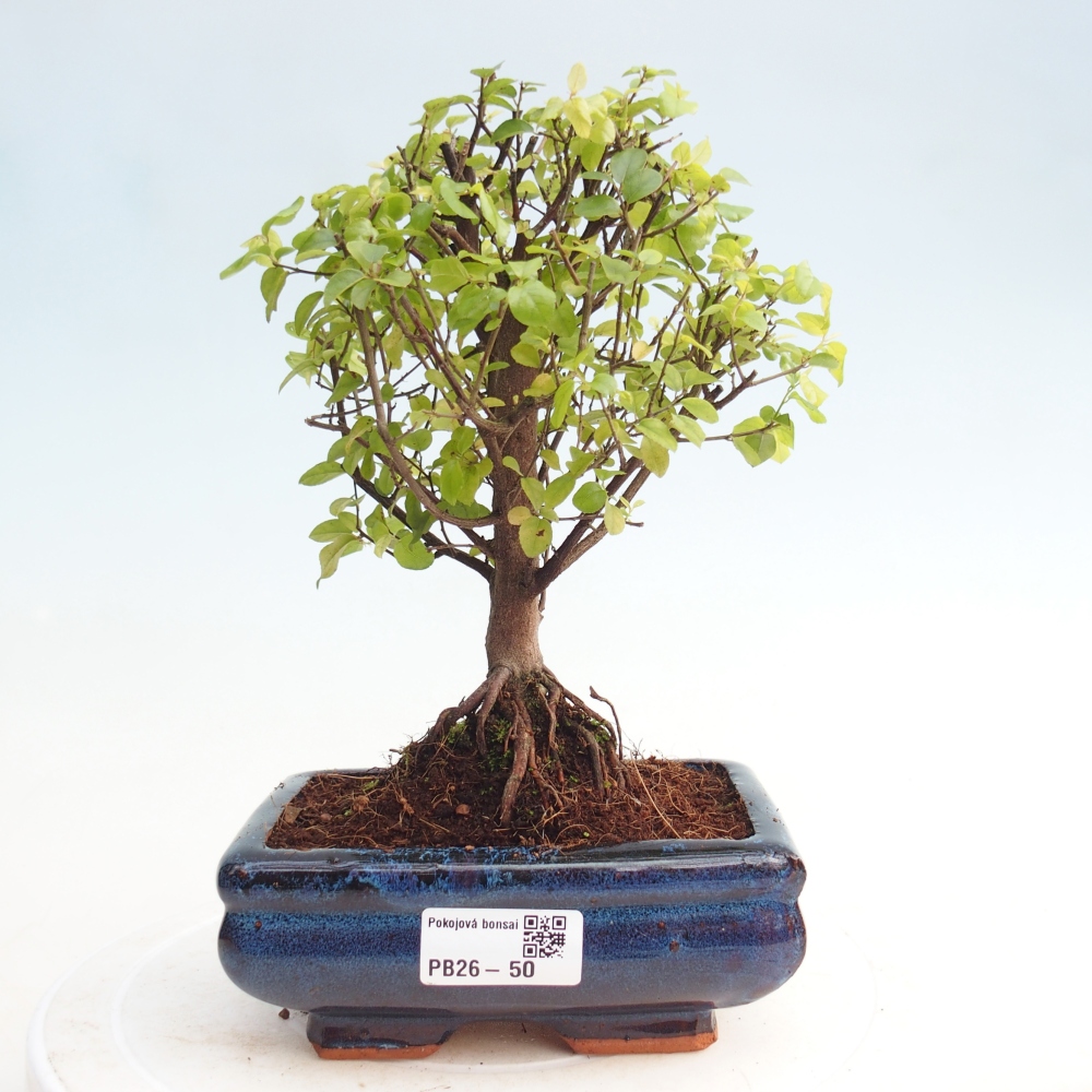 Room bonsai - Sageretia thea - Sageretia thea