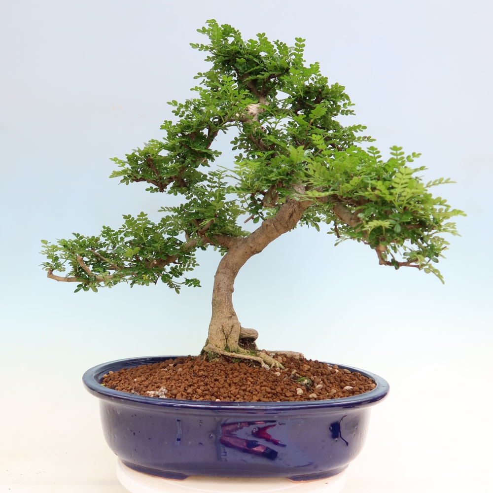 Room bonsai - Zantoxylum piperitum - pepper tree