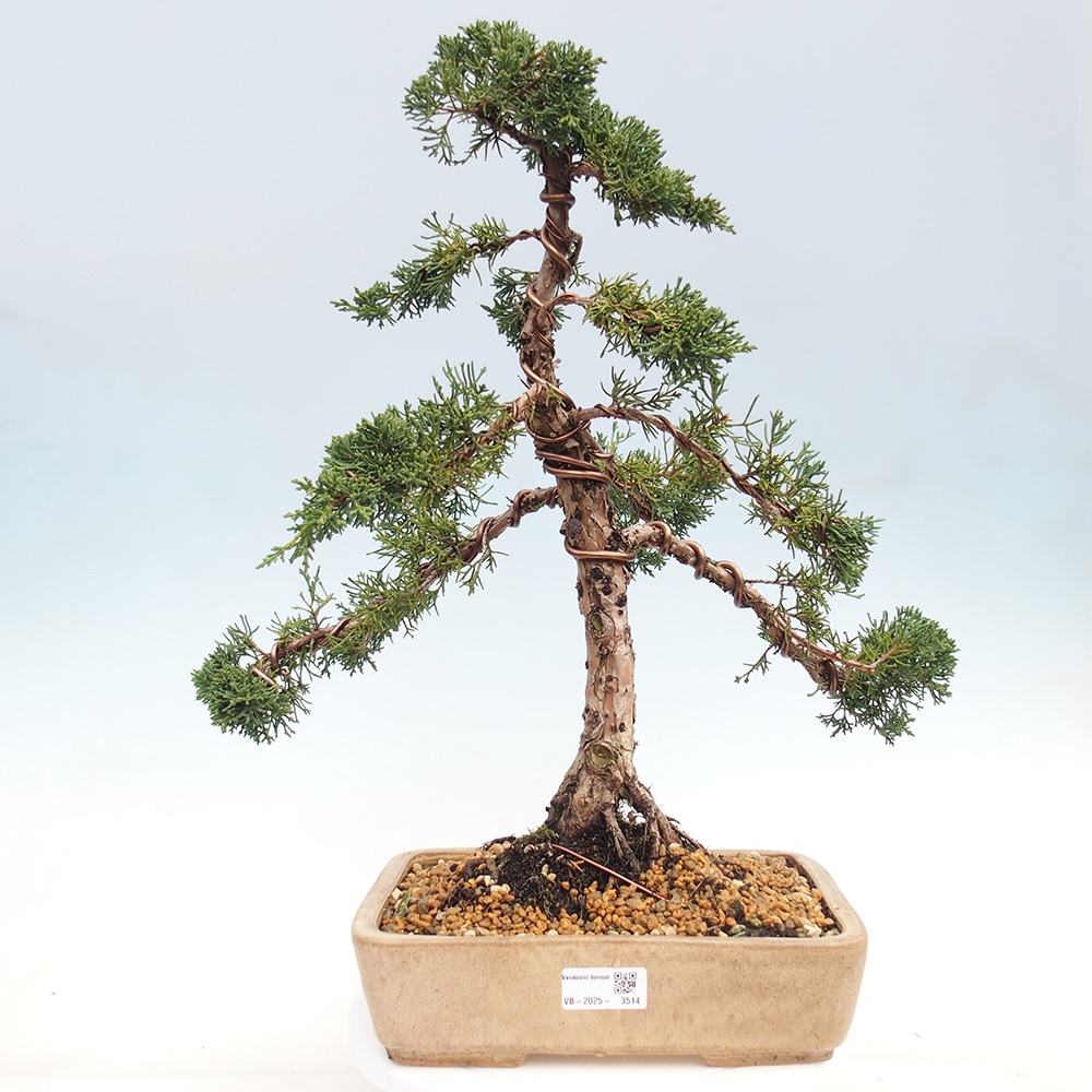 Outdoor bonsai - Juniperus chinensis Kishu - Chinese juniper