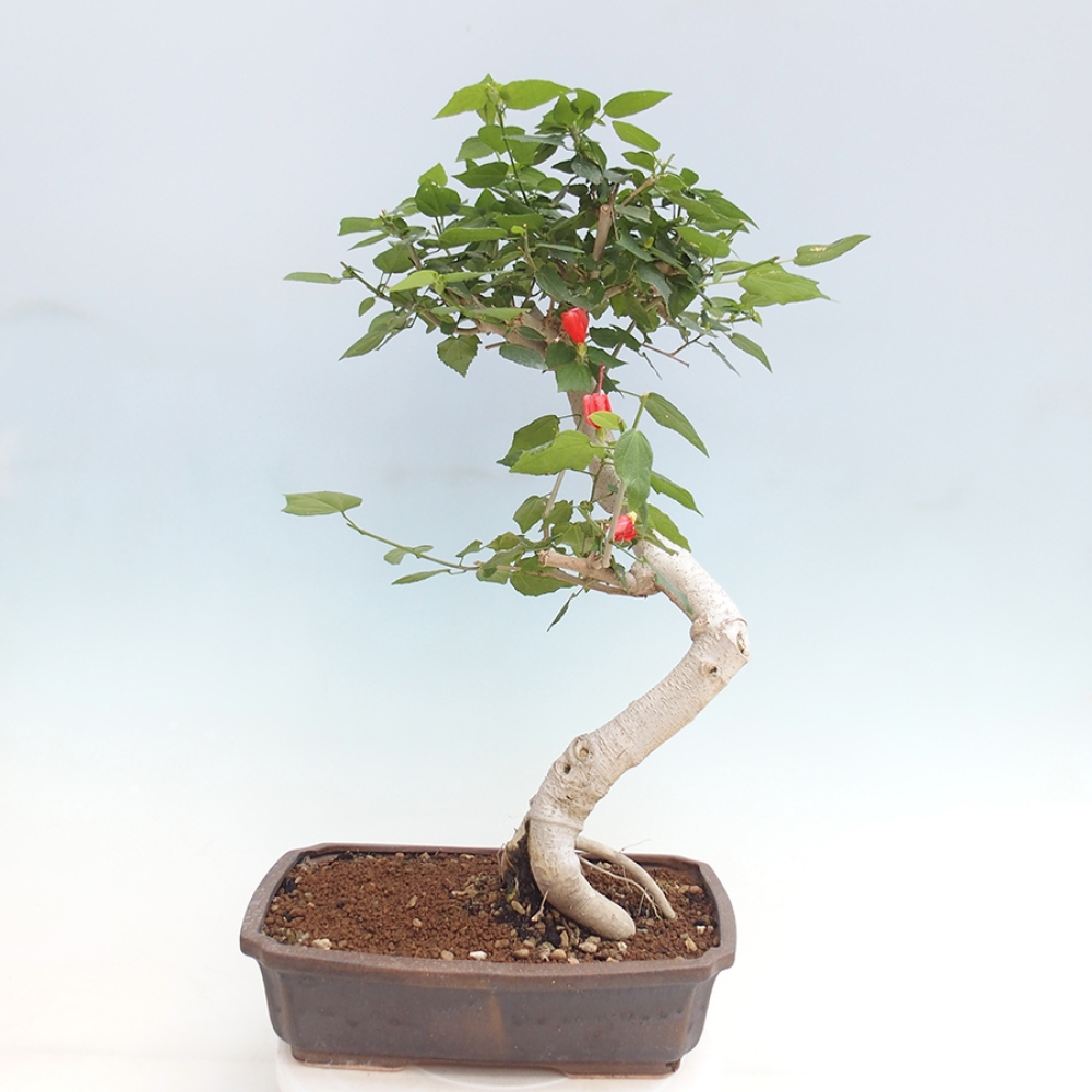 Indoor bonsai - Malvaviscus arboreus - woody hibiscus