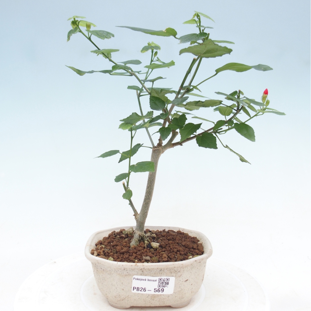 Indoor bonsai - Malvaviscus arboreus