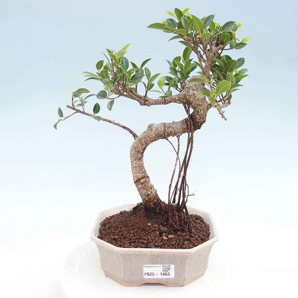 Indoor bonsai - Ficus retusa - small ficus