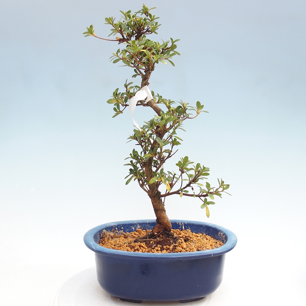 Outdoor bonsai - Japanese Azalea - Azalea Kinsho