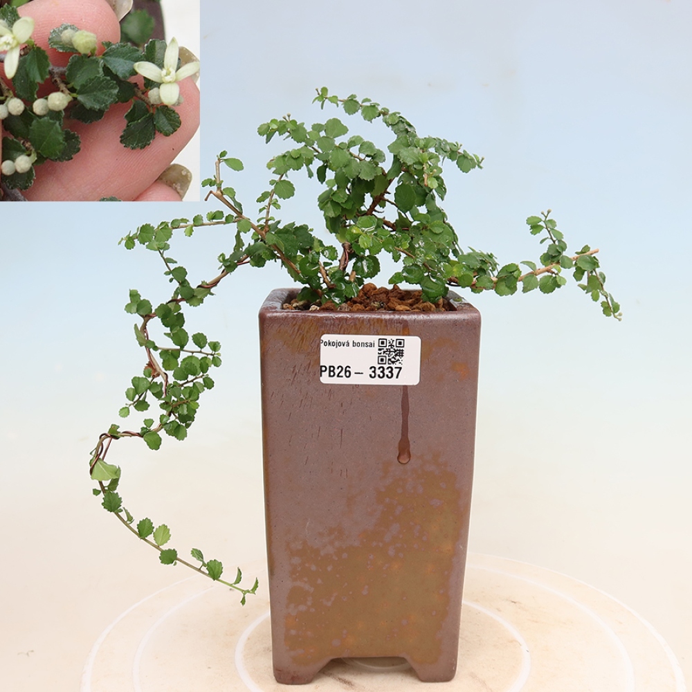Room bonsai - Grewia sp. - Grewia malafolia