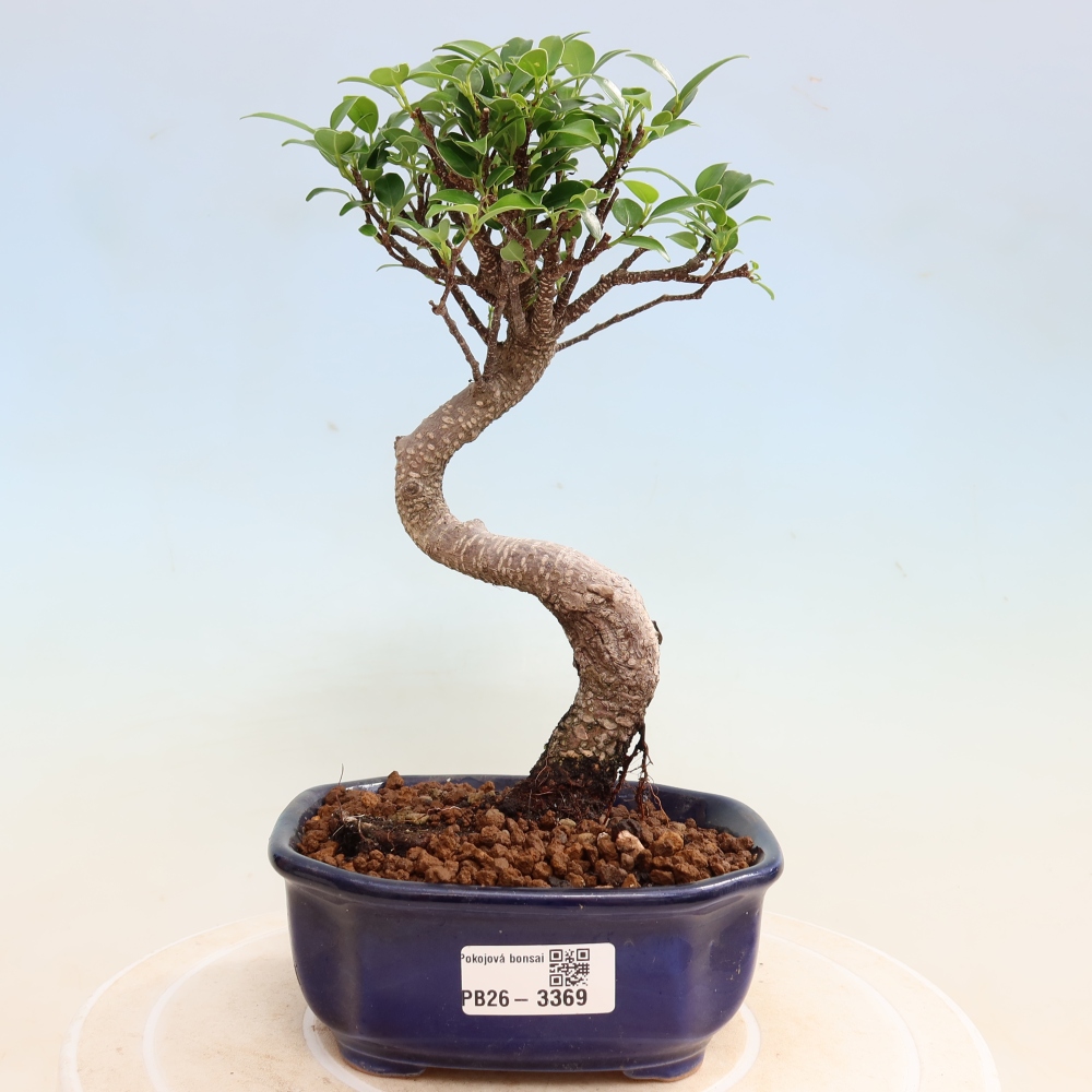 Room bonsai - Ficus kimmen - small-leaved ficus