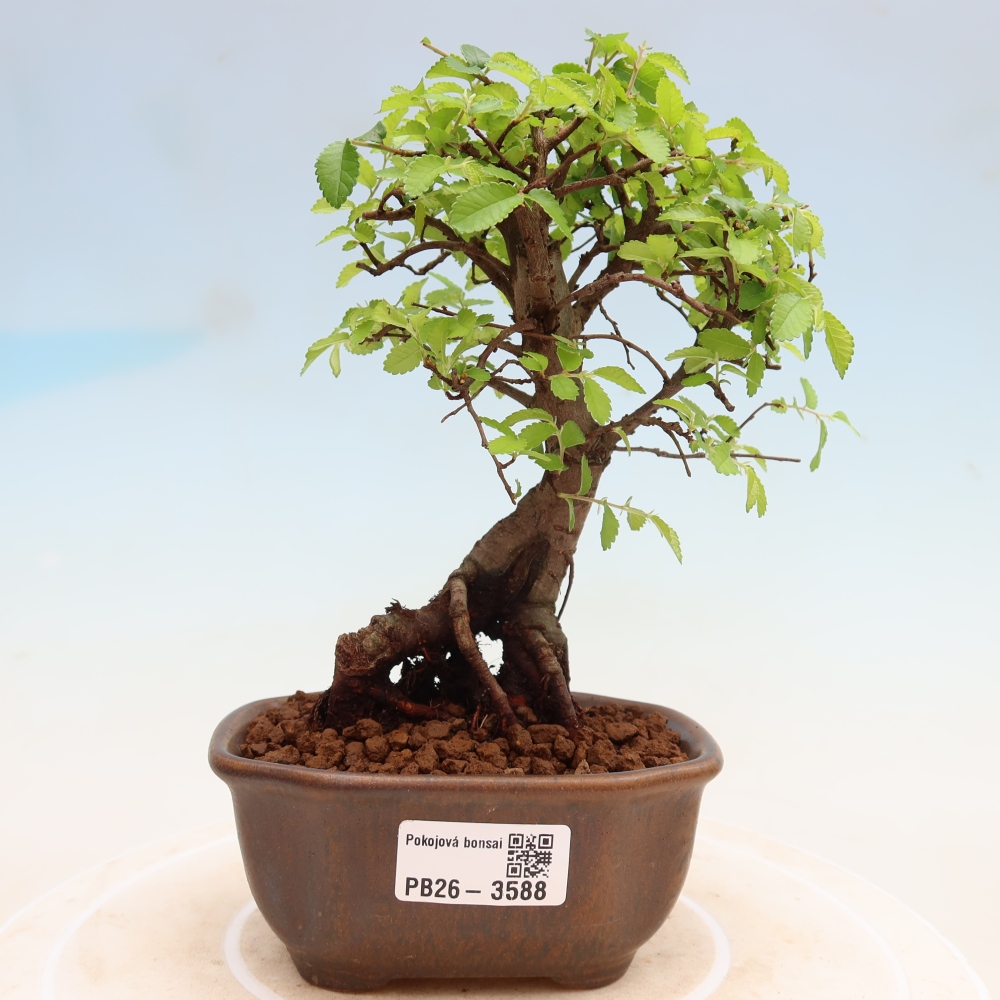 Room bonsai - Ulmus parvifolia - Small-leaved elm