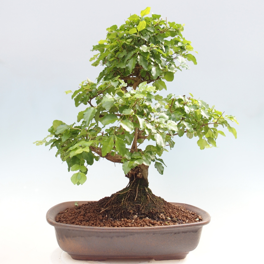 Room bonsai -Ligustrum chinensis - Birds Beak