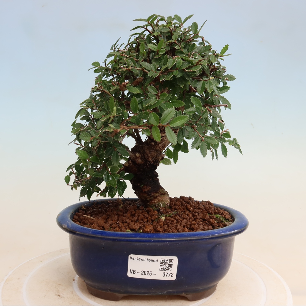Outdoor bonsai - Zelkova - Zelkova NIRE