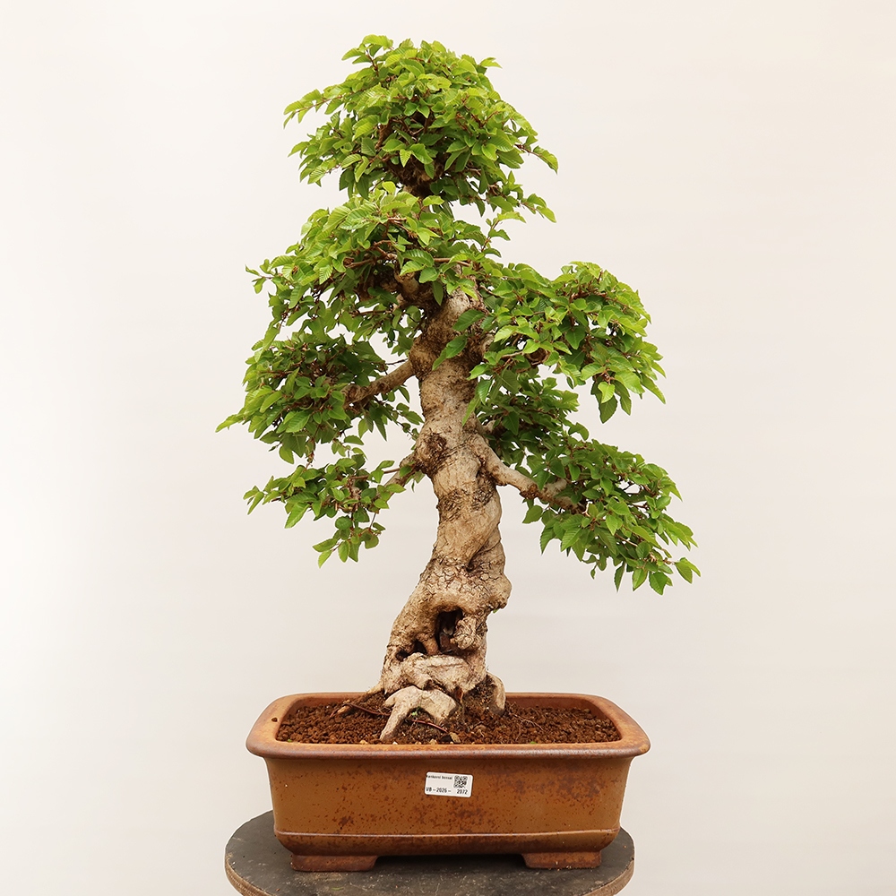 Outdoor bonsai - Carpinus Coreana - Korean hornbeam