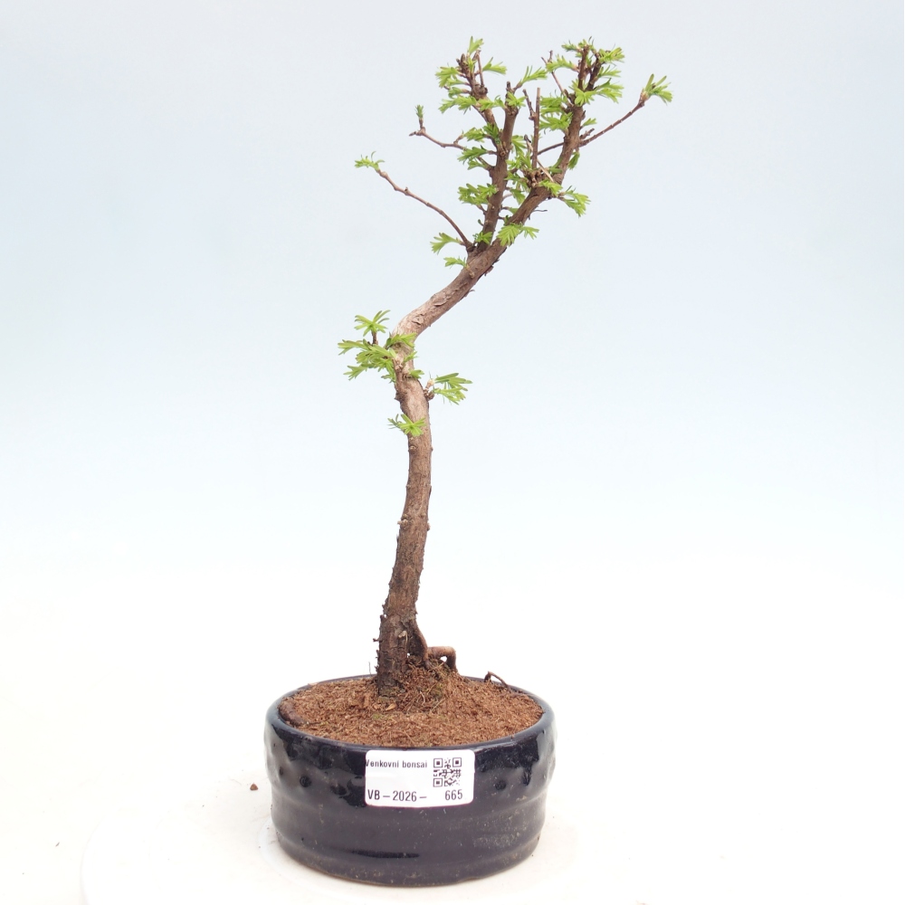 Outdoor bonsai - Metasequoia glyptostroboides - Chinese Metasequoia