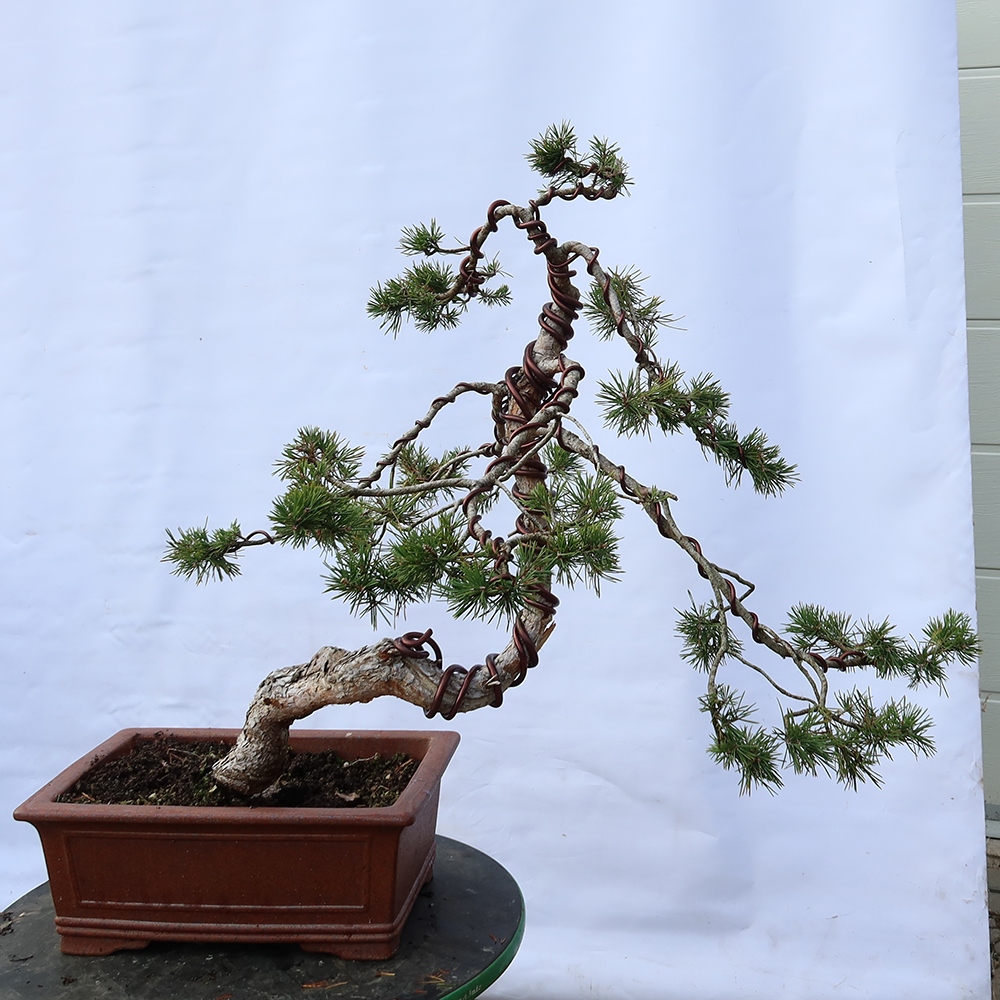 Pinus sylvestris Spain - Scots pine