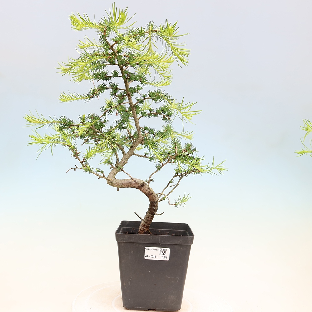 Outdoor bonsai -Larix decidua - Larch