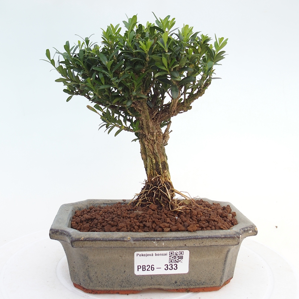 Room bonsai - Buxus harlandii - cork buxus