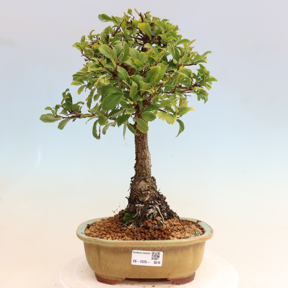 Outdoor bonsai - Zelkova - Zelkova NIRE