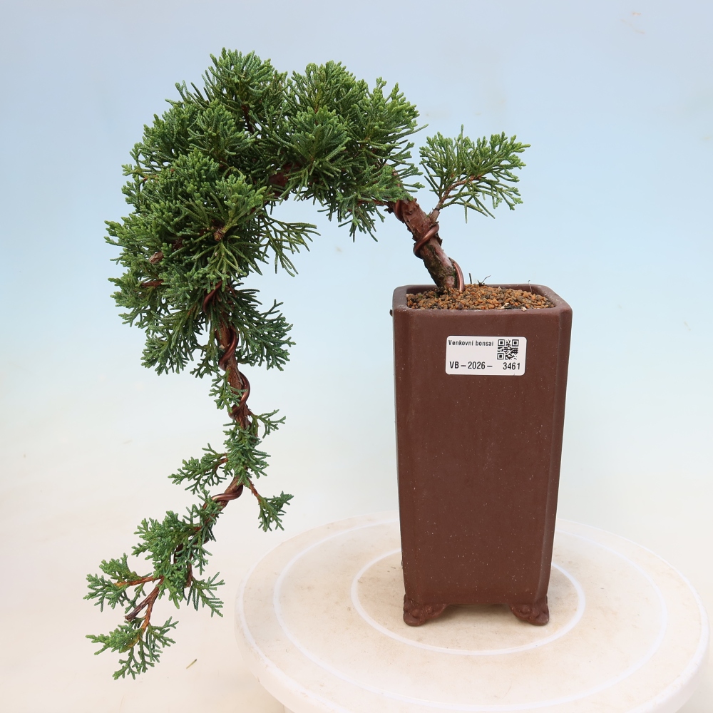 Outdoor bonsai - Juniperus chinensis Kishu