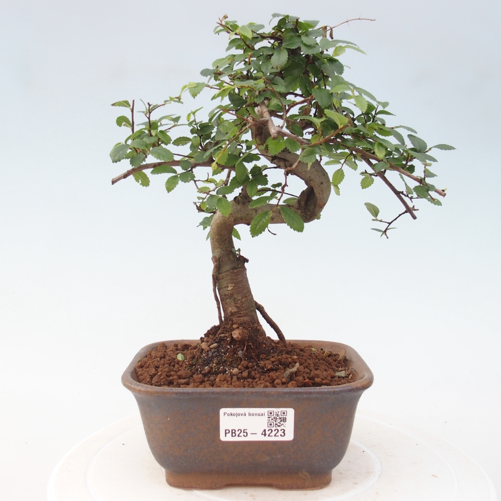 Room bonsai - Ulmus parvifolia - Small-leaved elm