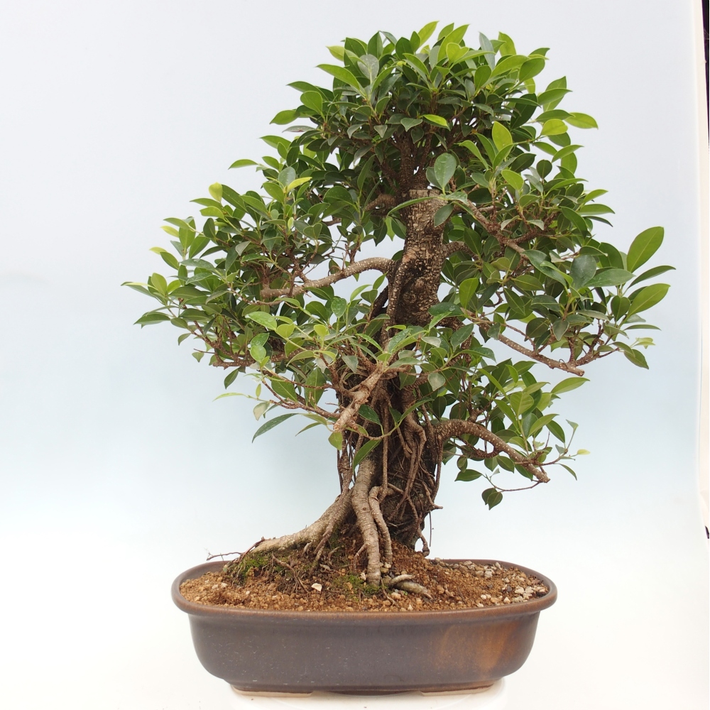 Room bonsai - Ficus kimmen - small-leaved ficus - PERSONAL COLLECTION ONLY or pallet transport