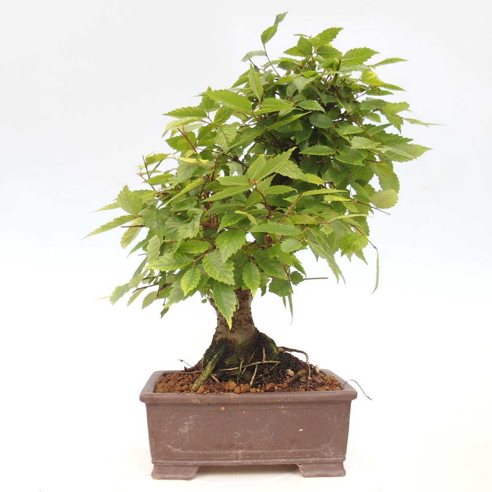 Outdoor bonsai - Zelkova - Zelkova serrata