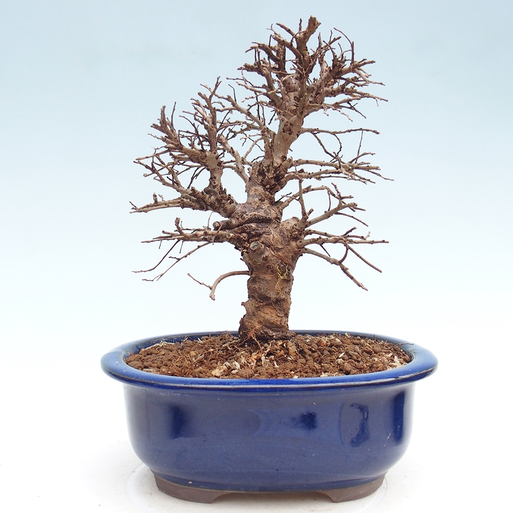 Outdoor bonsai - Zelkova - Zelkova NIRE
