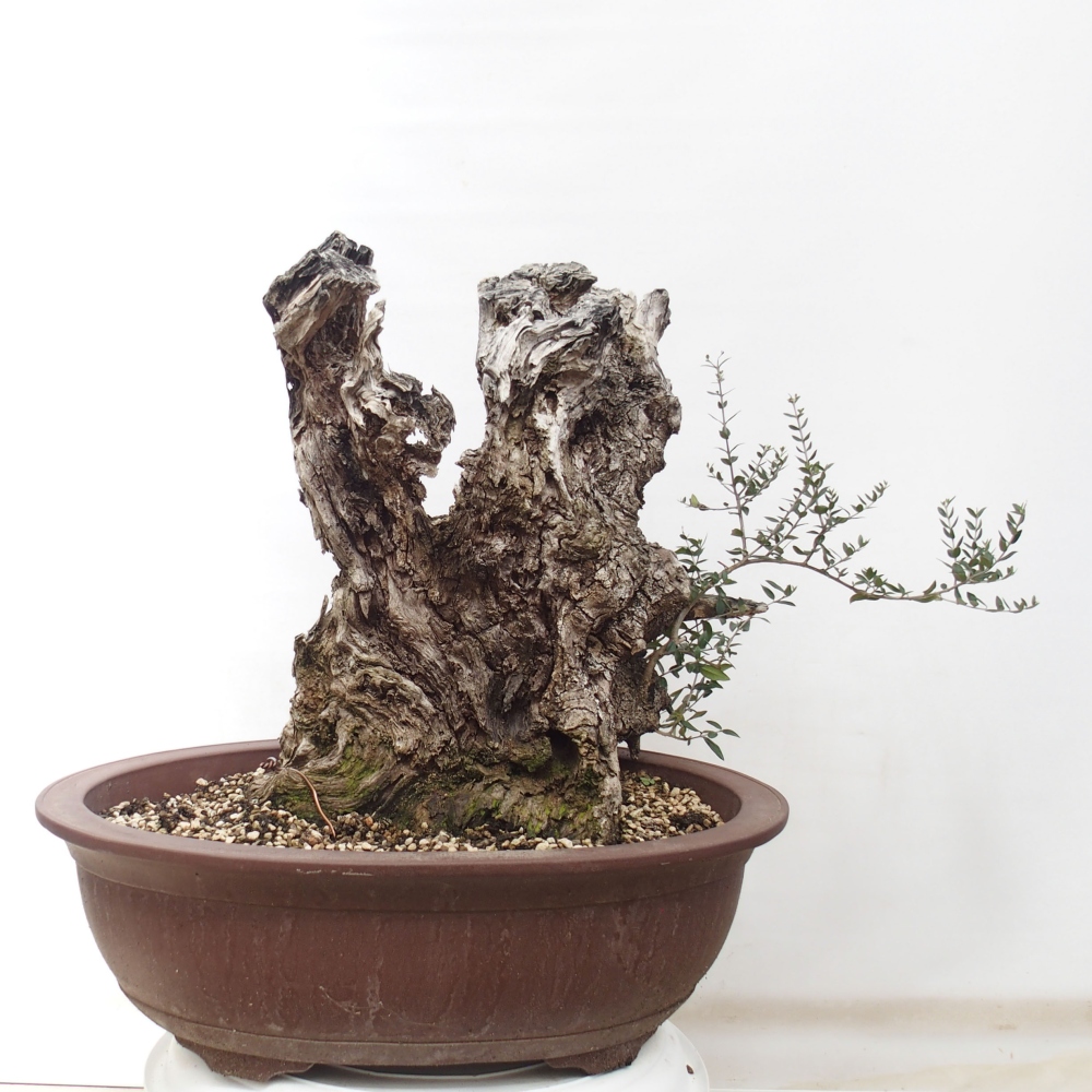 Indoor bonsai - Olea europaea sylvestris - European small-leaved olive oil