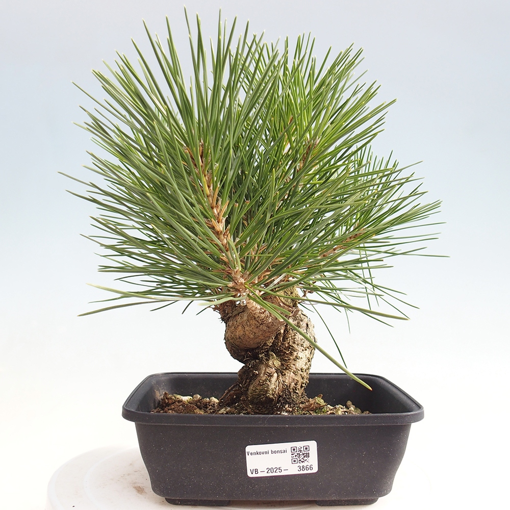 Outdoor bonsai - Pinus thunbergii - Thunberg pine