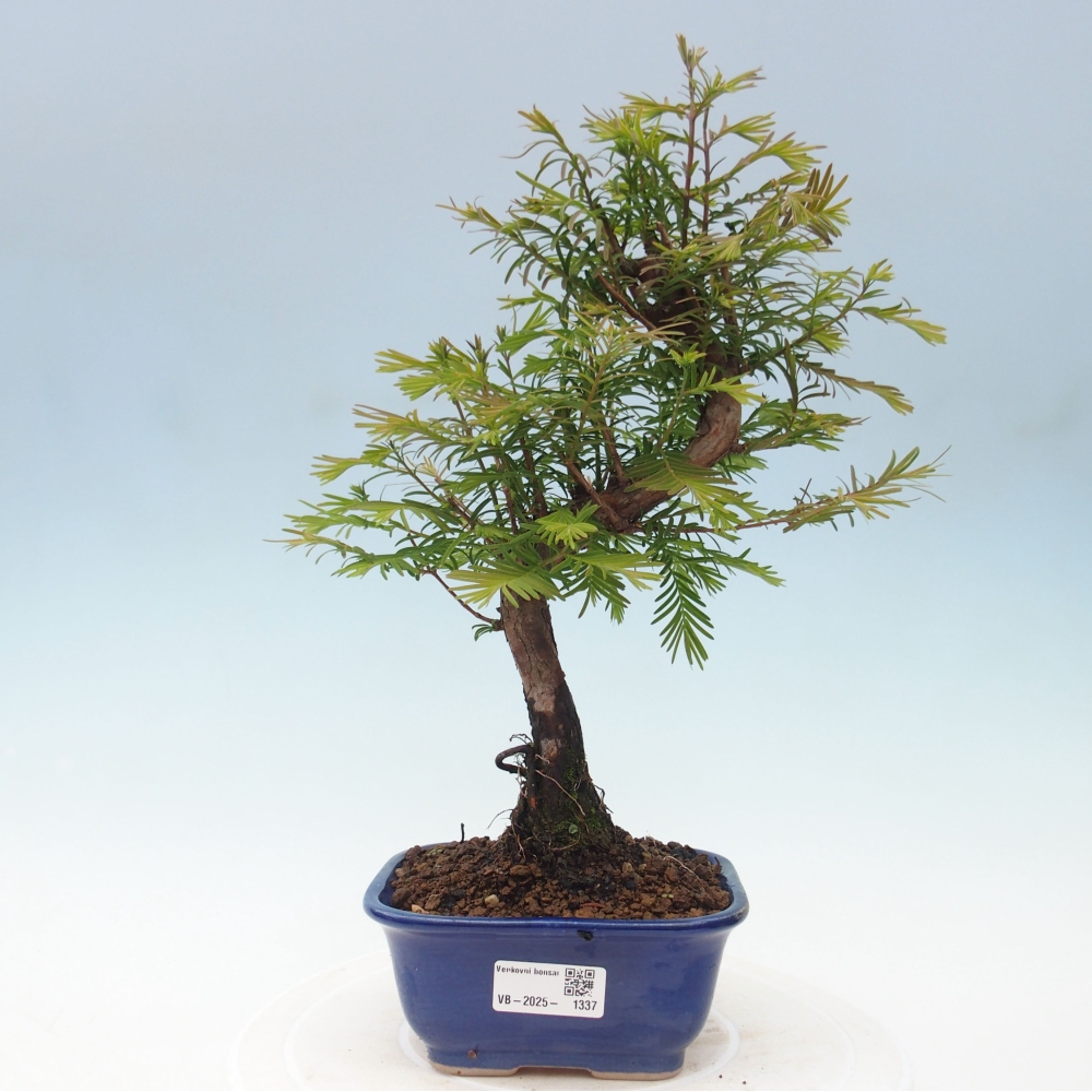 Outdoor bonsai - Metasequoia glyptostroboides - Chinese Metasequoia