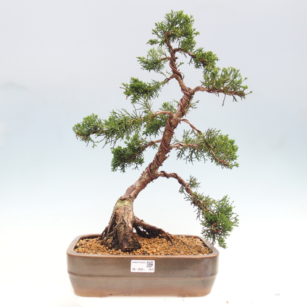 Outdoor bonsai - Juniperus chinensis Kishu - Chinese juniper