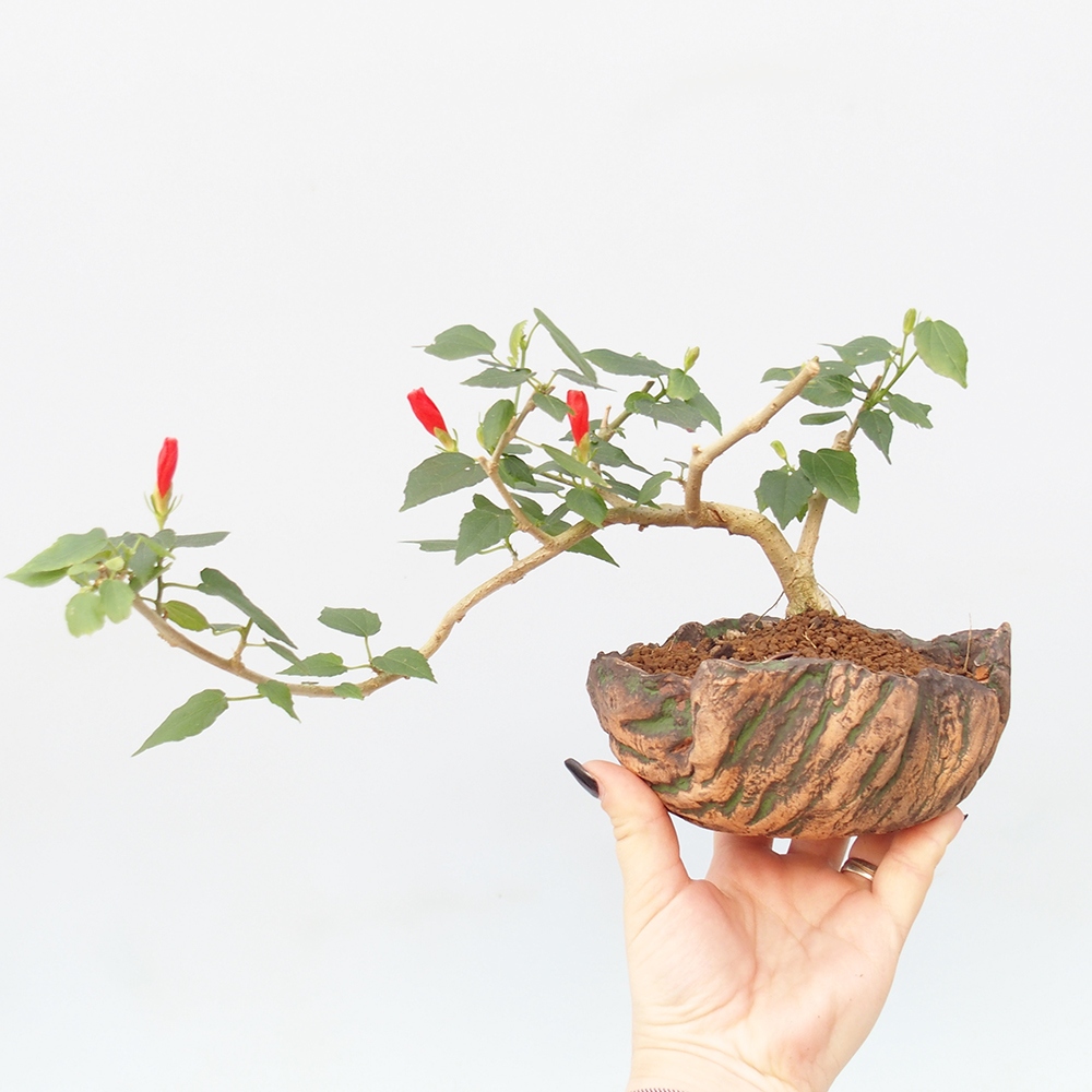 Indoor bonsai - Malvaviscus arboreus