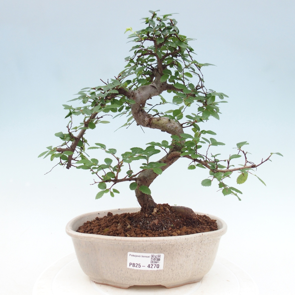 Room bonsai - Ulmus parvifolia - Small-leaved elm