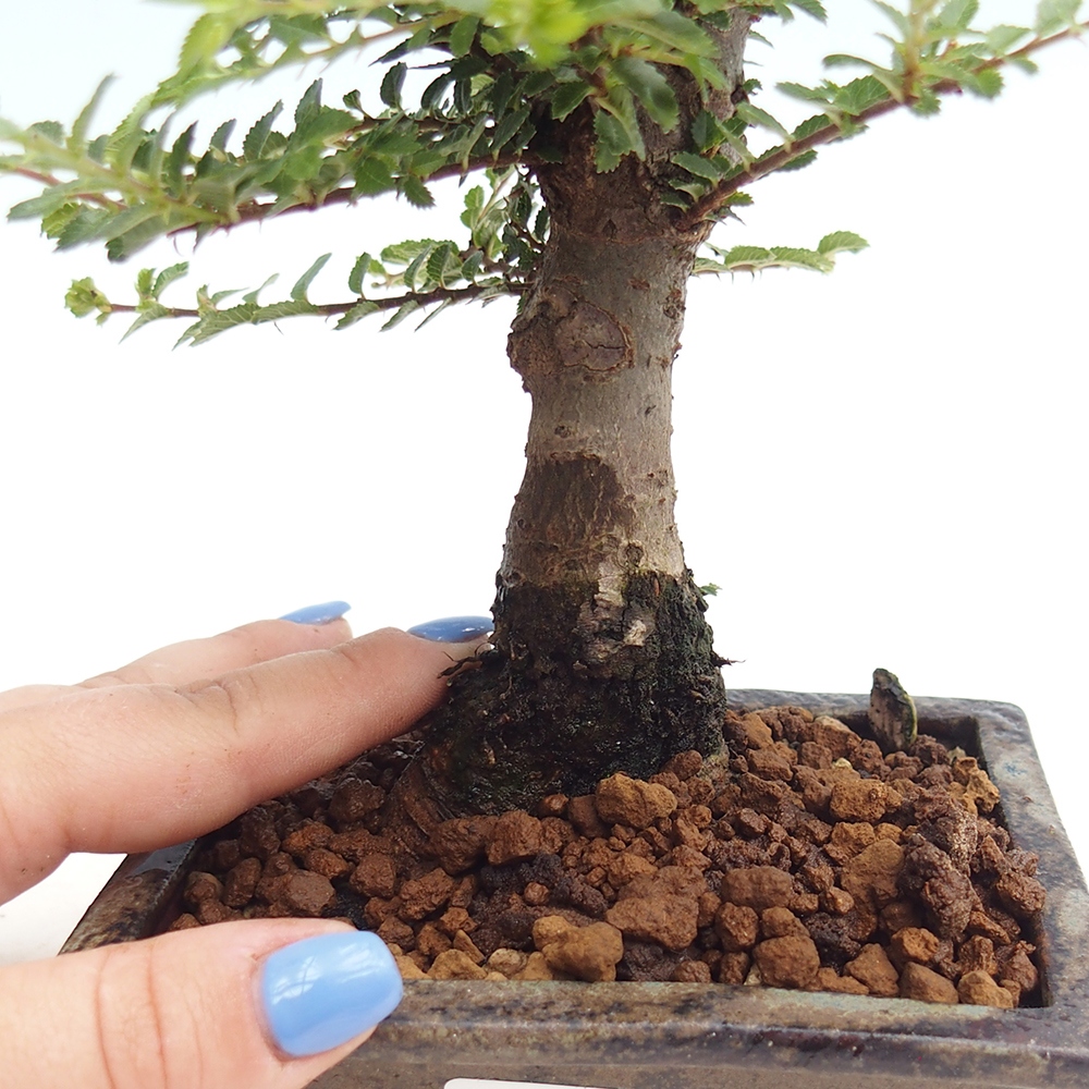 Outdoor bonsai - Ulmus parvifolia Hokkaido - Chinese elm