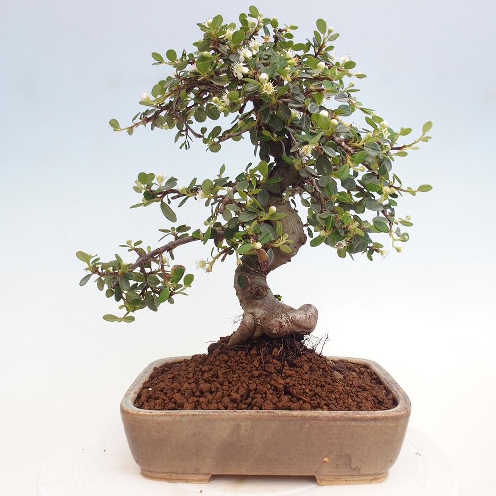 Outdoor bonsai-Cotoneaster dammeri - Rock Damer