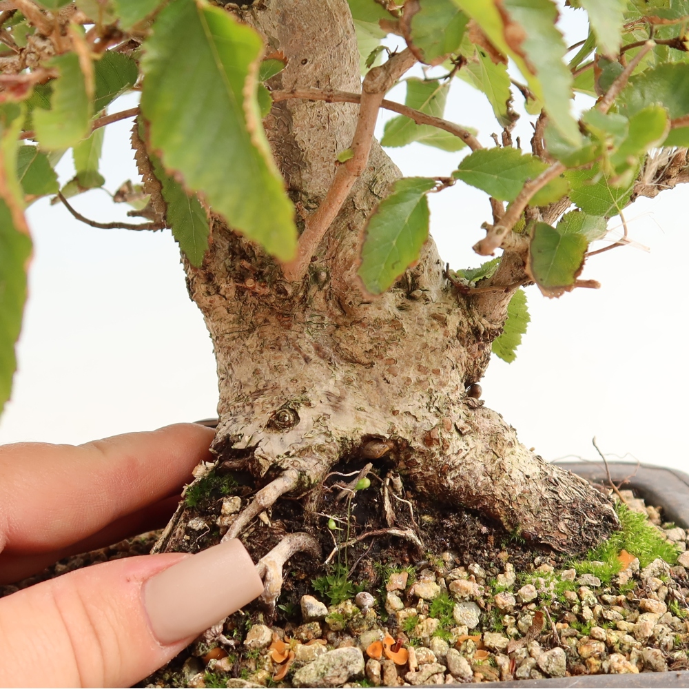 Outdoor bonsai -Carpinus CARPINOIDES - Korean Hornbeam
