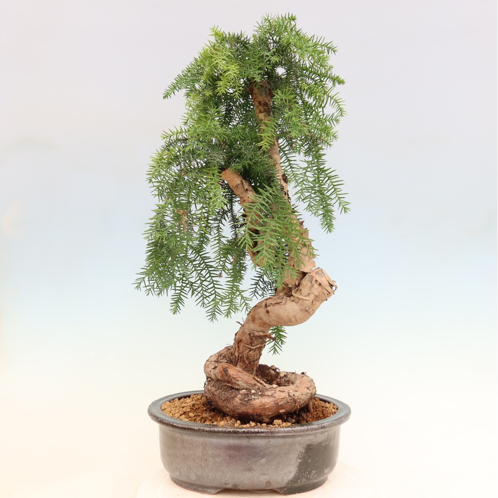Indoor Bonsai - Araucaria - Indoor Spruce