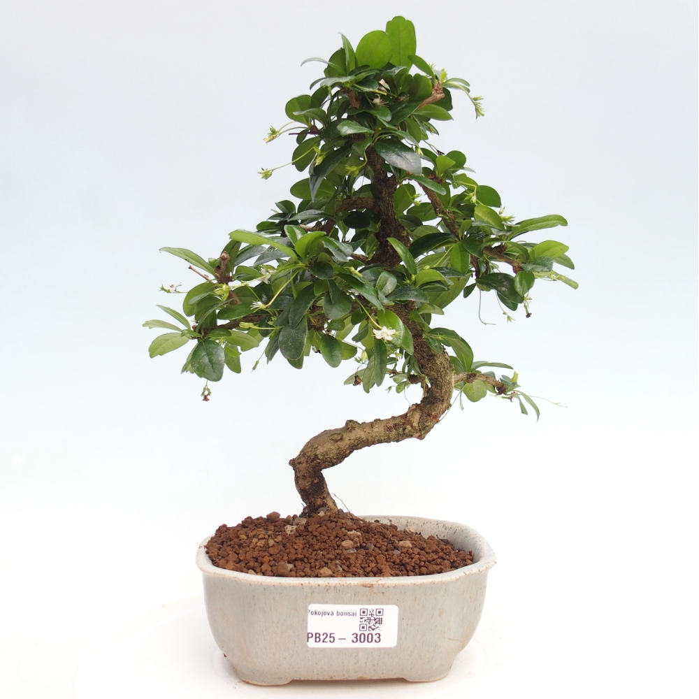 Indoor bonsai - Carmona macrophylla - Fuki tea