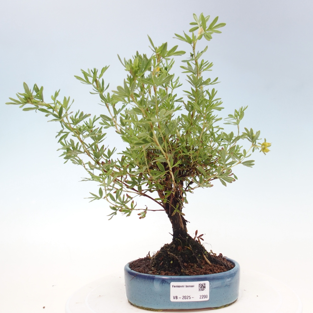 Outdoor bonsai-Cinquefoil - Potentila fruticosa yellow Bird