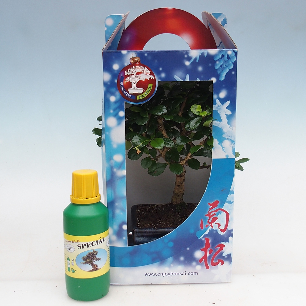 Room bonsai in gift box Carmona microphylla - Tea fuki